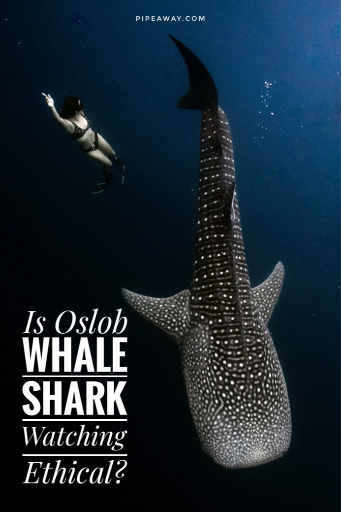 Swimming with whale sharks in Oslob is unforgettable. It's also complicated. Full experience guide plus an honest look at the ethics, the science, and the alternatives. Everything you need to know before you book - or before you don't.