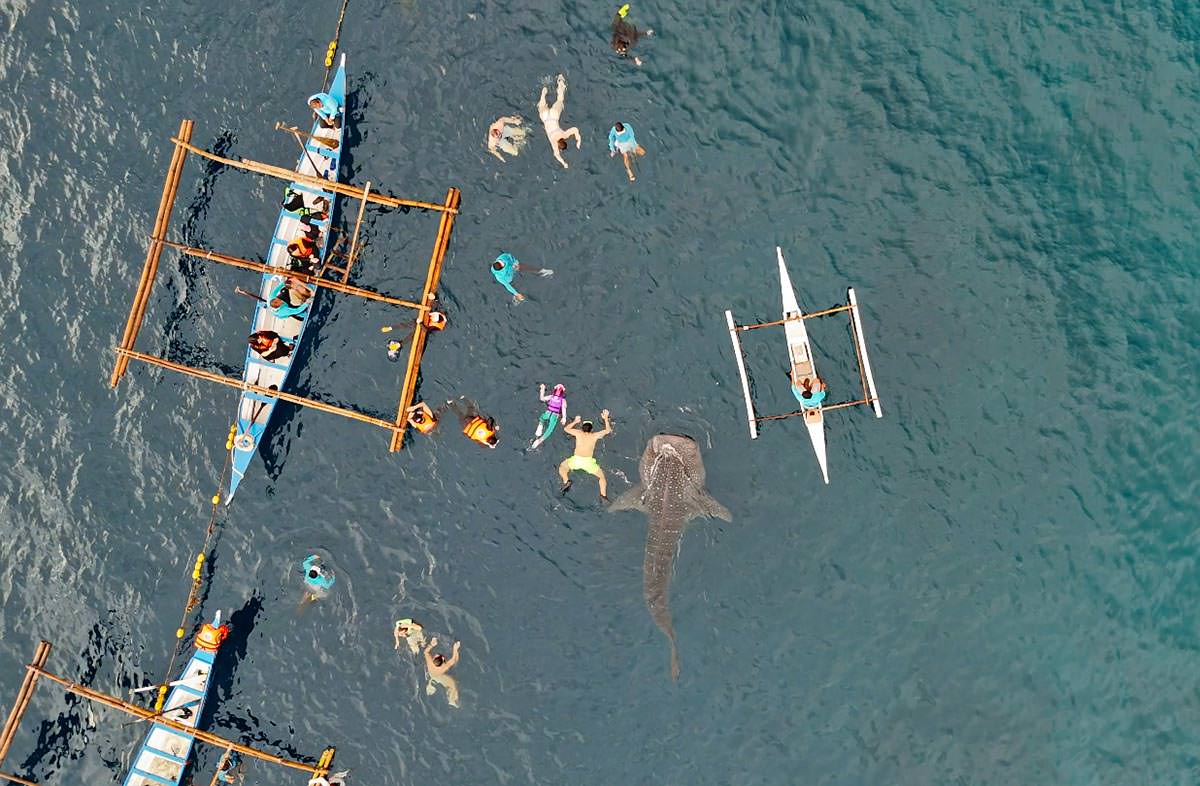 Aerial view of a whale shark swimming next to the tourists in Tan-awan, Oslob, Cebu Island, the Philippines; drone photo by Ivan Kralj.