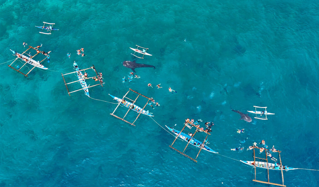 Aerial view of tourists swimming in Tan-awan, southern Cebu, the Philippines, during the Oslob whale shark watching experience that lets them approach the endangered species thanks to the shrimp food provisioned by local fishermen; drone photo by Ivan Kralj.