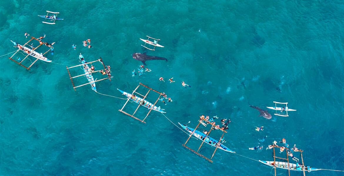 Aerial view of tourists swimming in Tan-awan, southern Cebu, the Philippines, during the Oslob whale shark watching experience that lets them approach the endangered species thanks to the shrimp food provisioned by local fishermen; drone photo by Ivan Kralj.