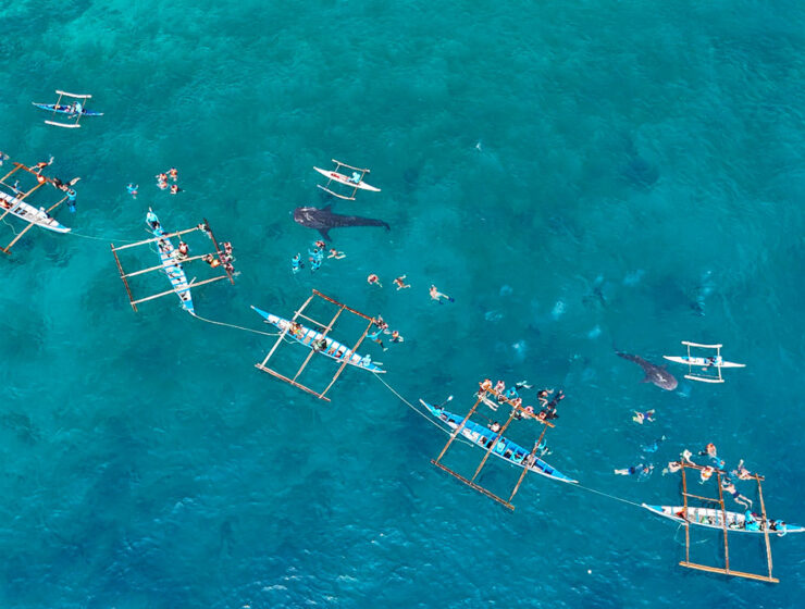 Aerial view of tourists swimming in Tan-awan, southern Cebu, the Philippines, during the Oslob whale shark watching experience that lets them approach the endangered species thanks to the shrimp food provisioned by local fishermen; drone photo by Ivan Kralj.